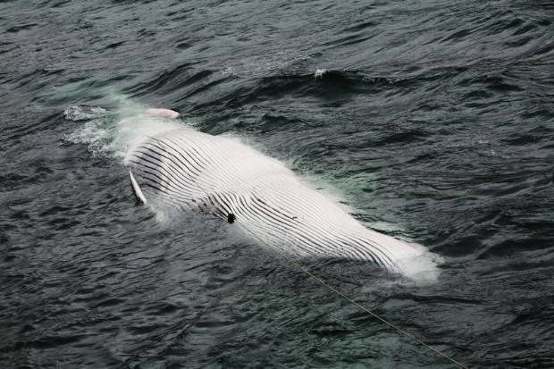 Iceland Resumes Commercial Fin Whaling