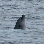 Centro Ricerca Cetacei