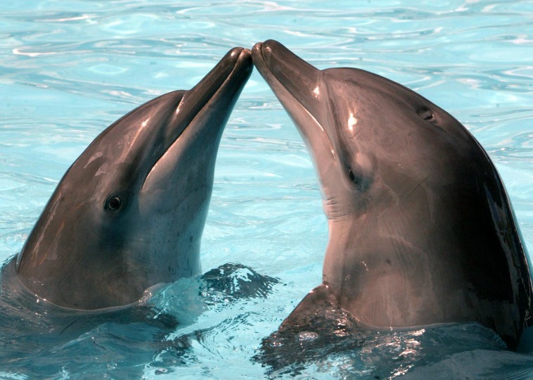 delfini in love