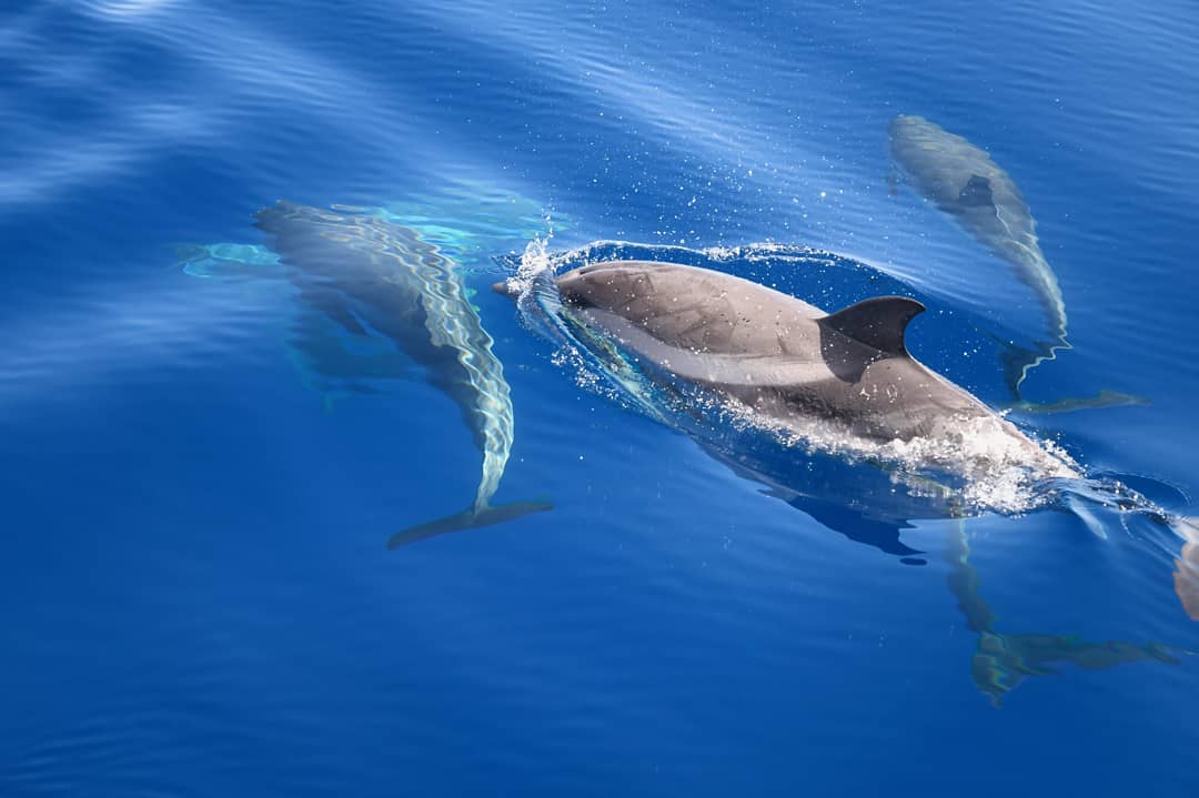 foto scattata da centro ricerca cetacei